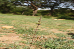 Brachystelma ciliatum